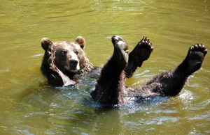Swimming-Bear